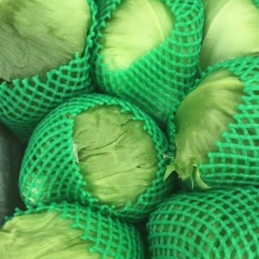 球生菜大量有货，价格𣎴高，质量精品，欢迎前来收购。