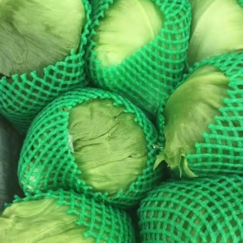 球生菜大量有货，价格𣎴高，质量精品，欢迎前来收购。