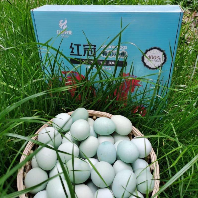 贵州遵义有机绿壳鸡蛋五黑一绿从鸡吃的水玉米虫子草全有机认