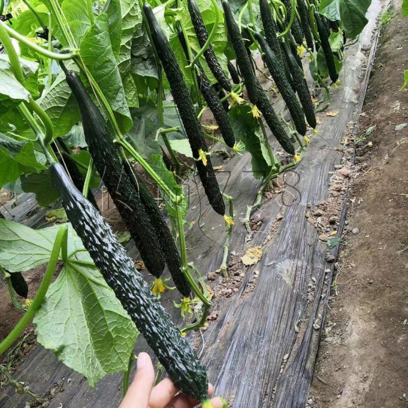 黄瓜苗嫁接强雌油亮黄瓜苗高产绿肉短把密刺