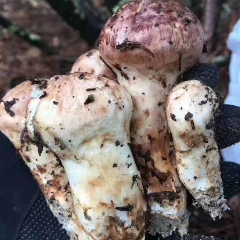 松茸源头货品质保证规格齐全现有货量大从优顺丰包邮