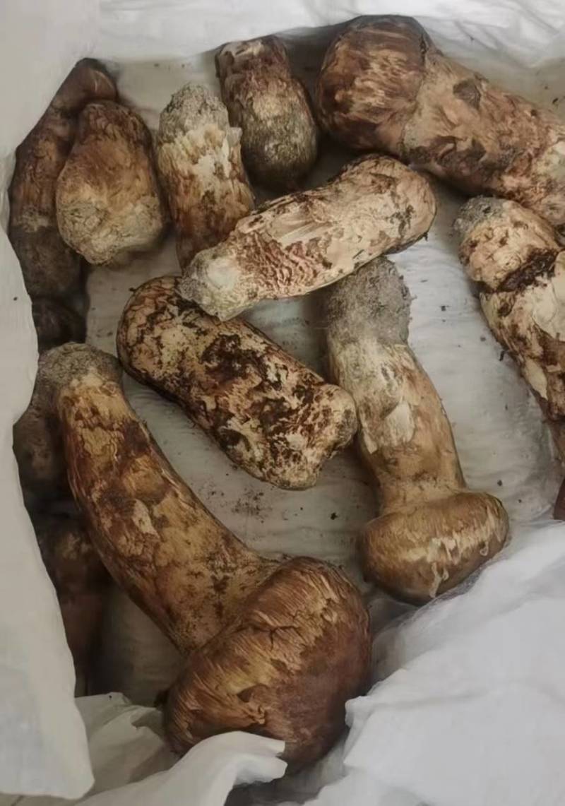 松茸源头货品质保证规格齐全现有货量大从优顺丰包邮