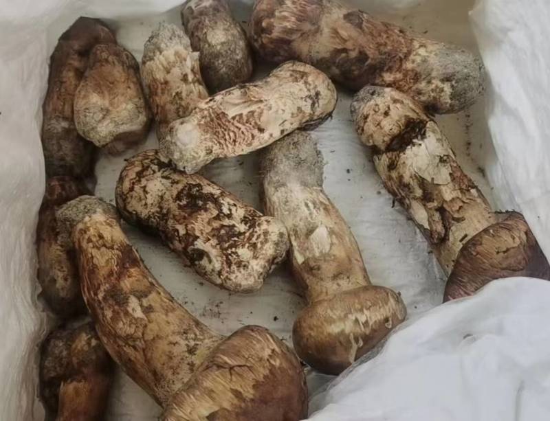 松茸源头货品质保证规格齐全现有货量大从优顺丰包邮