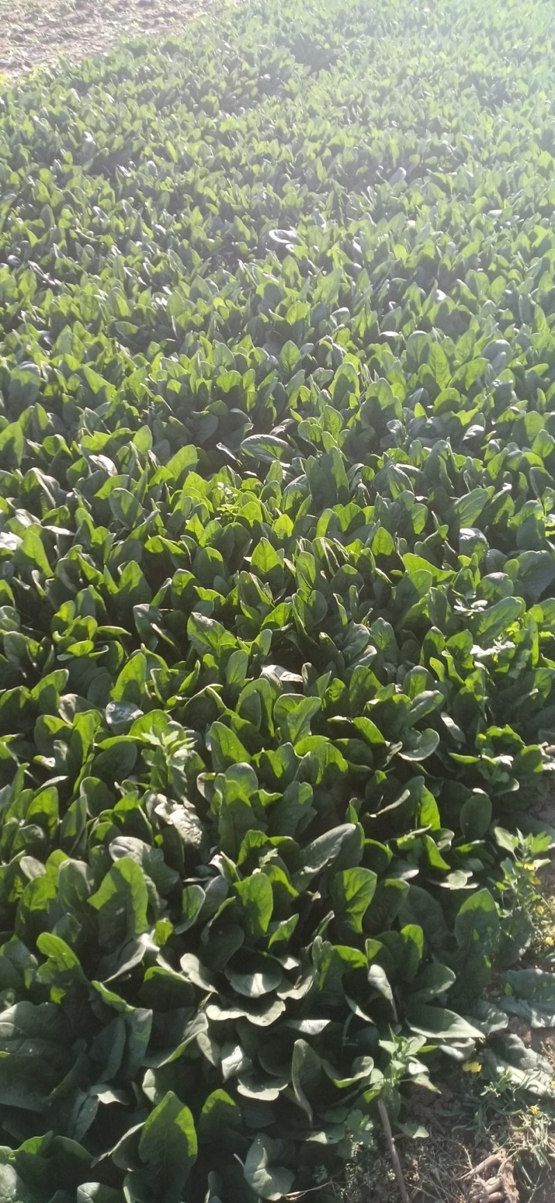 大叶菠菜