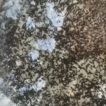 牛蛙苗