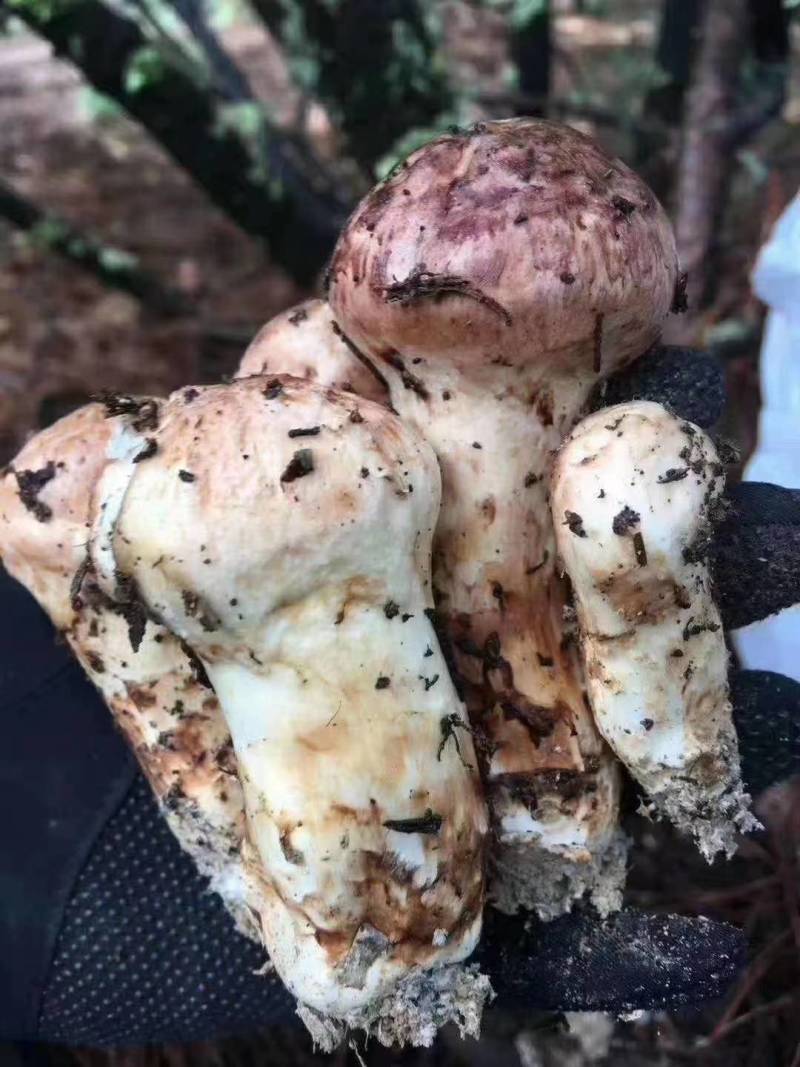 松茸源头货品质保证规格齐全现有货量大从优顺丰包邮