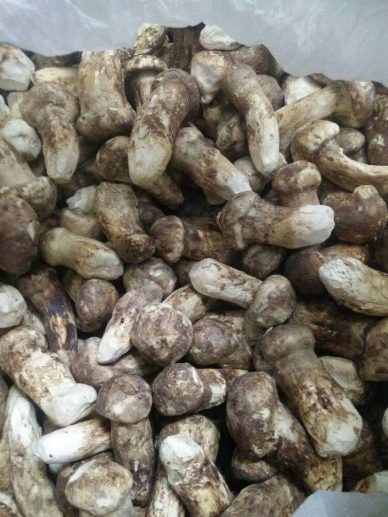 松茸源头货品质保证规格齐全现有货量大从优顺丰包邮