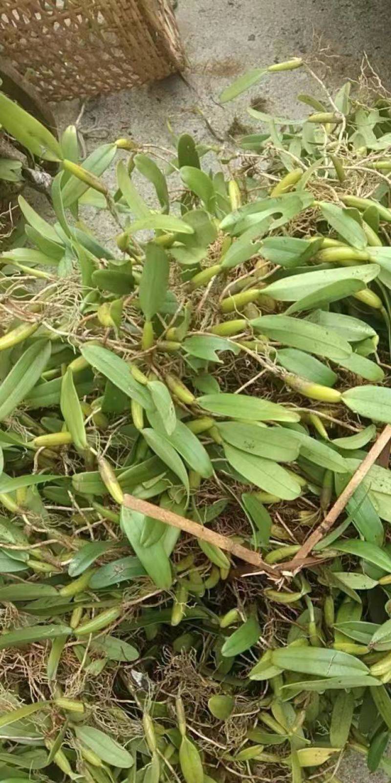 石橄榄野生石豆煲汤料价格优惠