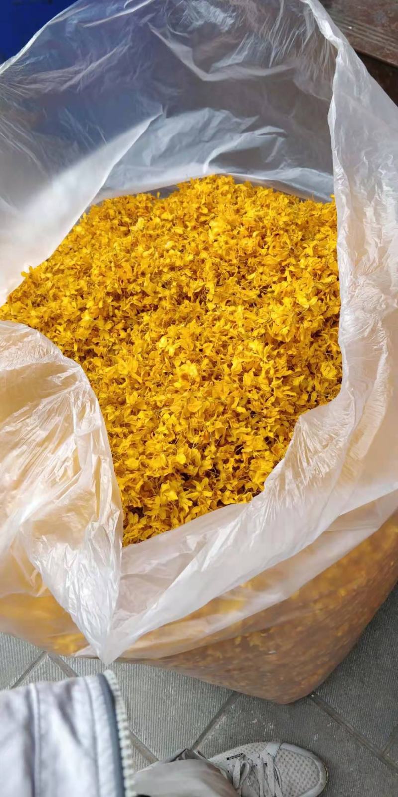 云南普洱鼓槌石斛花_新花