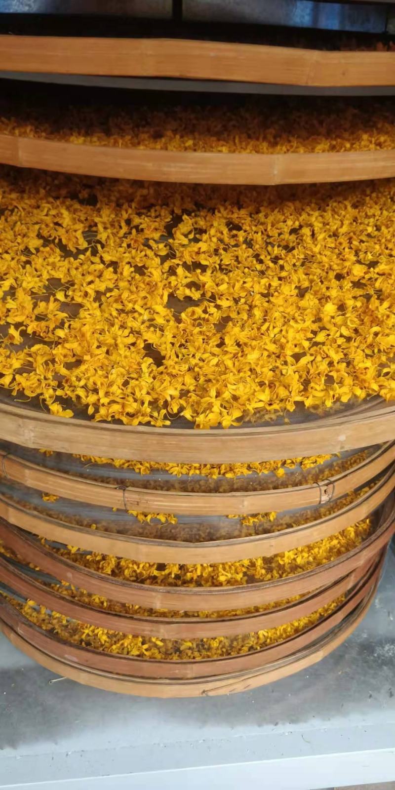云南普洱鼓槌石斛花_新花