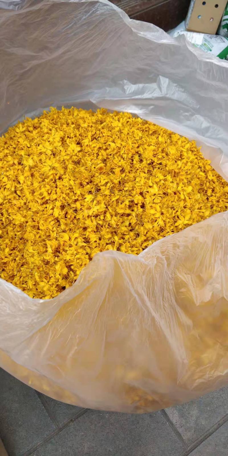 云南普洱鼓槌石斛花_新花