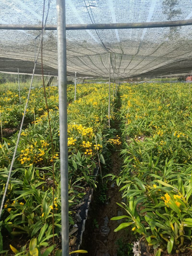 云南普洱鼓槌石斛花_新花