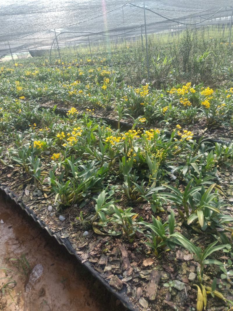 云南普洱鼓槌石斛花_新花