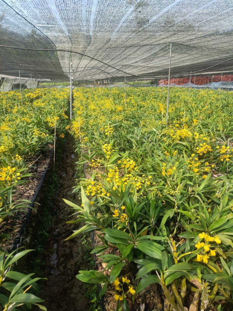 云南普洱鼓槌石斛花_新花