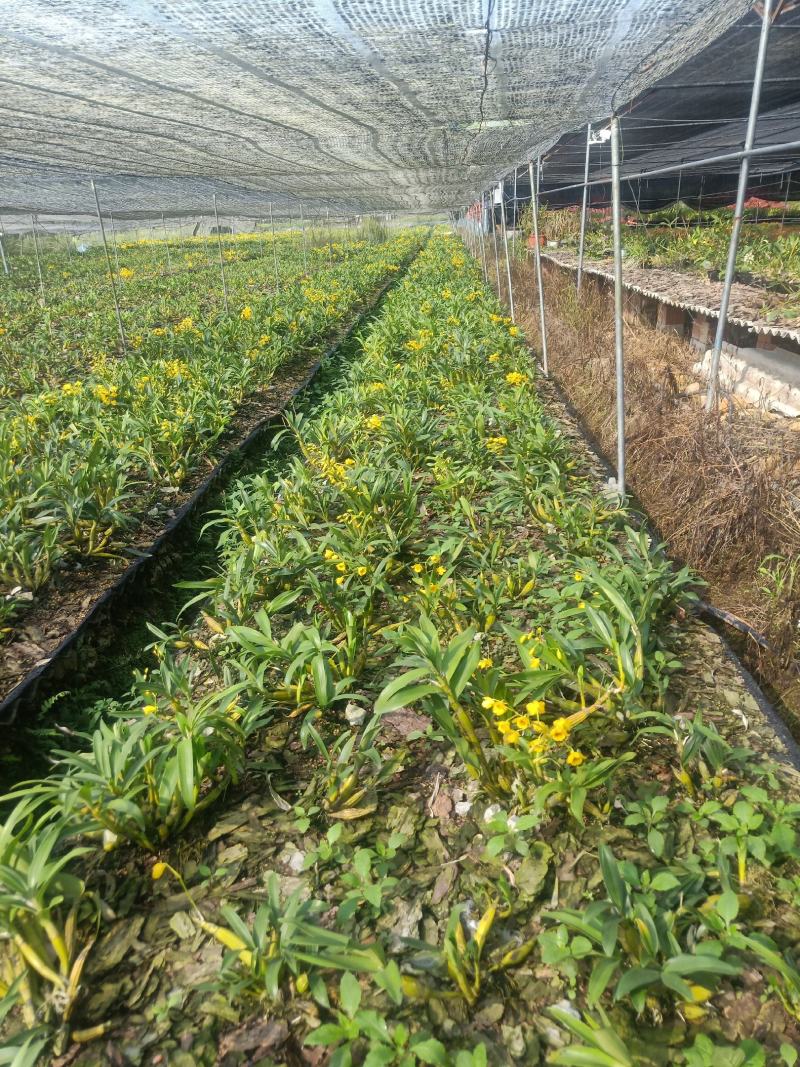 云南普洱鼓槌石斛花_新花