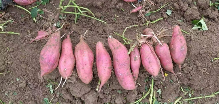 多效唑喷洒后的红薯田间对比图