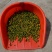 蜜橘，宫本武藏，宫川，国庆一号，柑橘，橙子，柚子落地果，