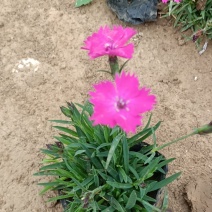 地被草花水生植物绿化苗木