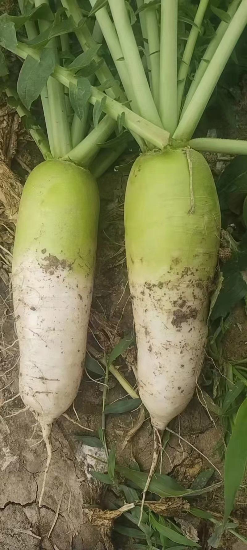 青萝卜青头萝卜萝卜，量大质优，欢迎合作