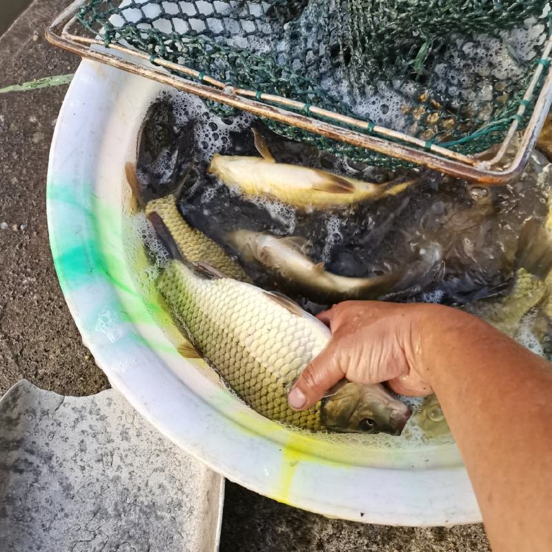 黄金鲫鱼大量出售