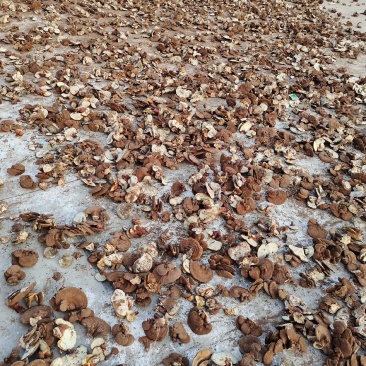 本合作社基地供应灵芝，紫灵芝黑灵芝量大优惠