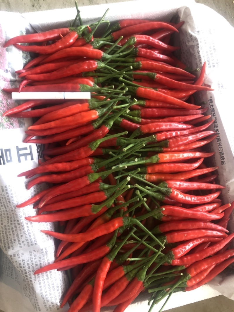 【艳红辣椒】河南小米辣按需求分拣打包加工带把不带把都可以