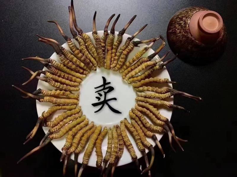 冬虫夏草产地直发规格齐全欢迎选购野生。