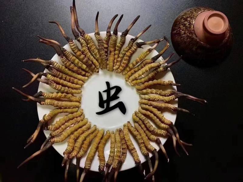 冬虫夏草产地直发规格齐全欢迎选购野生。