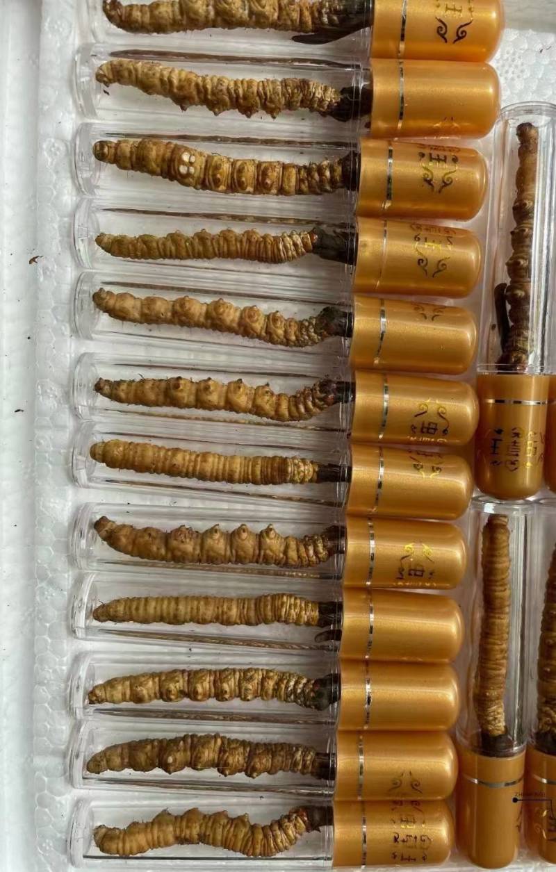 冬虫夏草产地直发规格齐全欢迎选购野生。