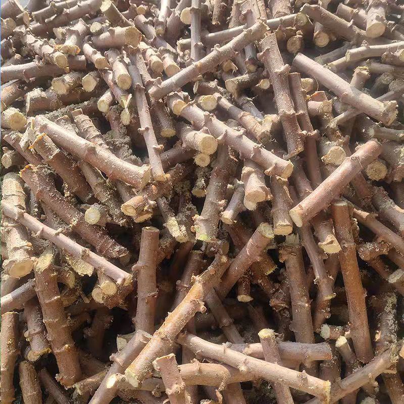 广西高产面包木薯种子黄肉白肉木薯种苗红皮茎杆梗番