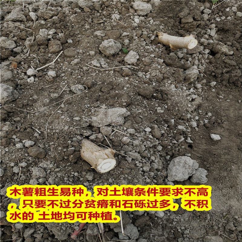 广西高产面包木薯种子黄肉白肉木薯种苗红皮茎杆梗番