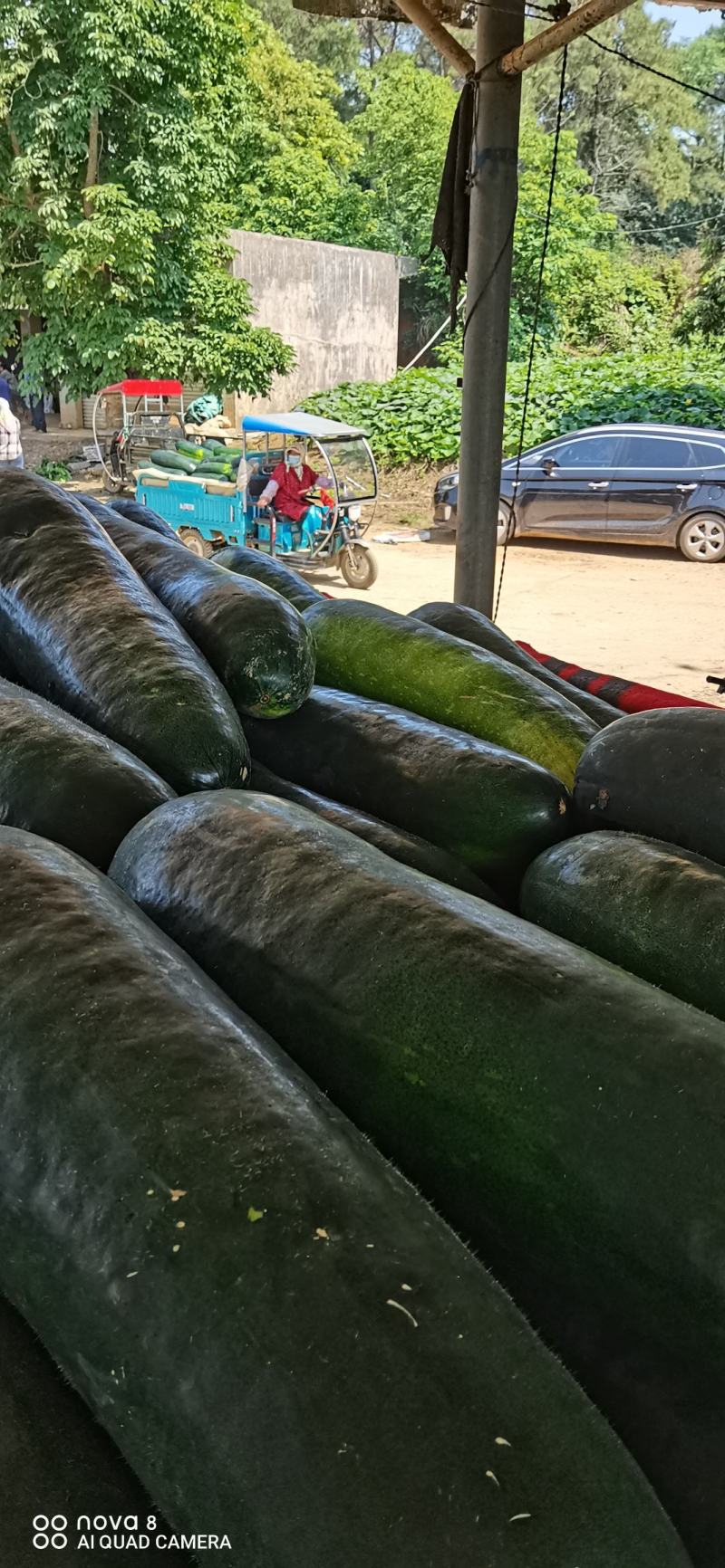 广西黑皮地东瓜大量上市欢迎量大的老板前来采购