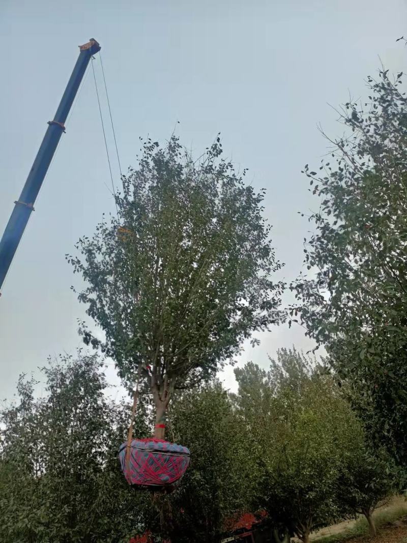 假植八棱海棠