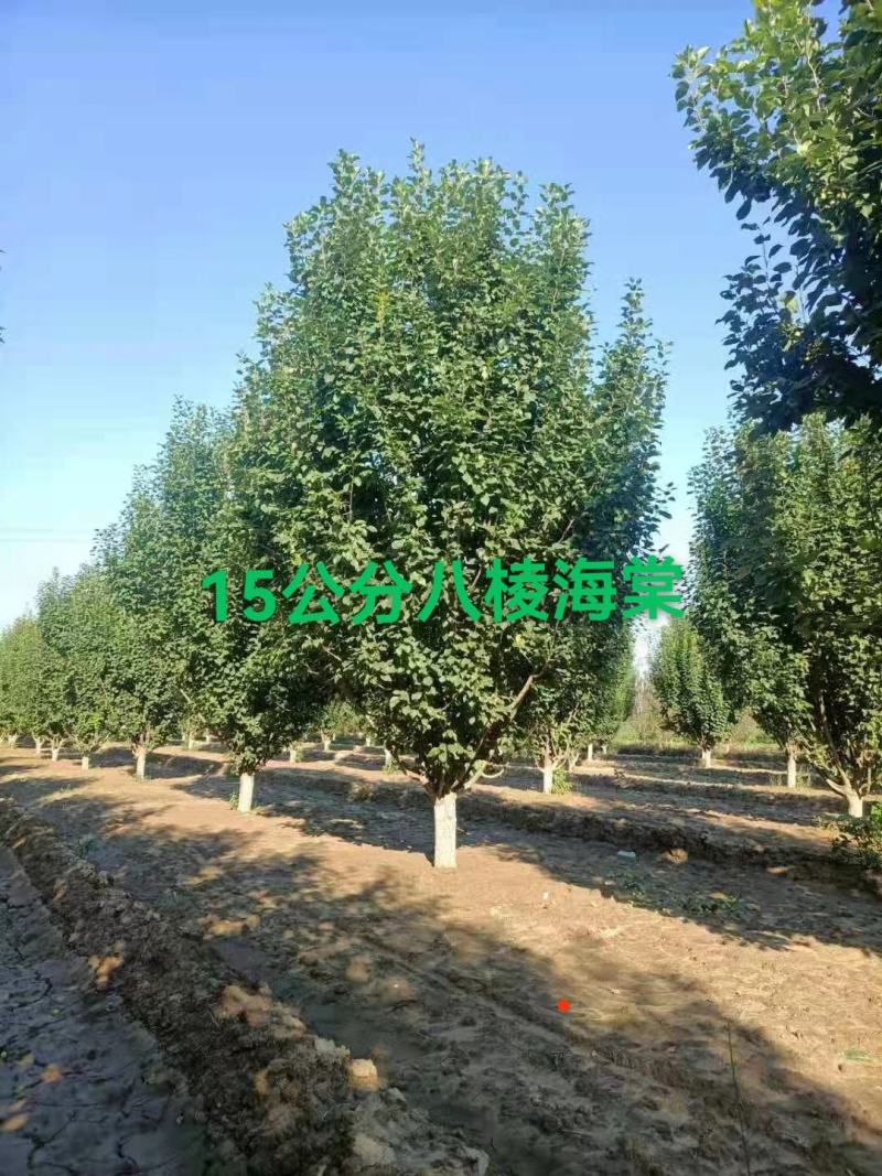 假植八棱海棠