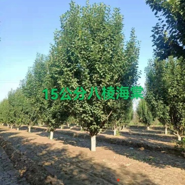 假植八棱海棠