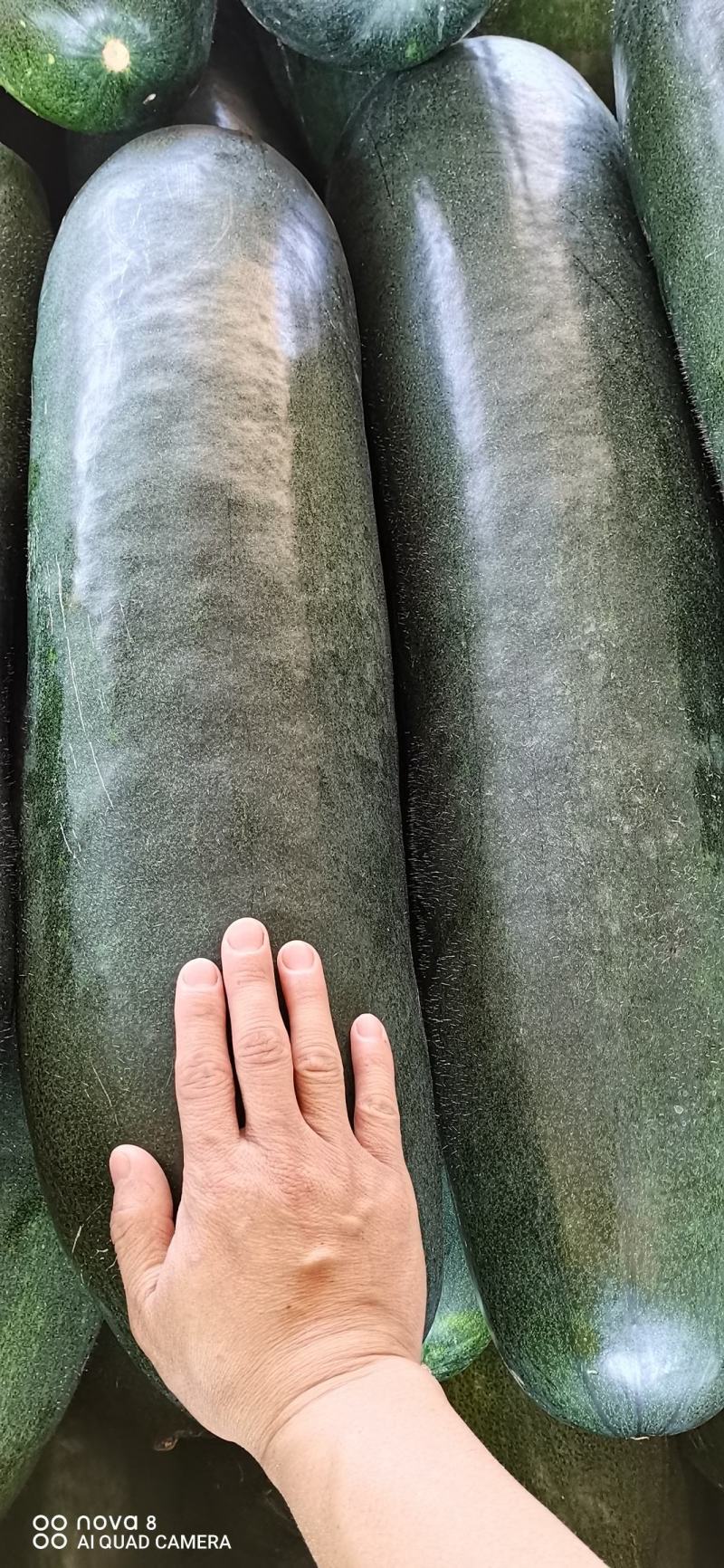 广西黑皮地东瓜大量上市欢迎量大的老板前来采购