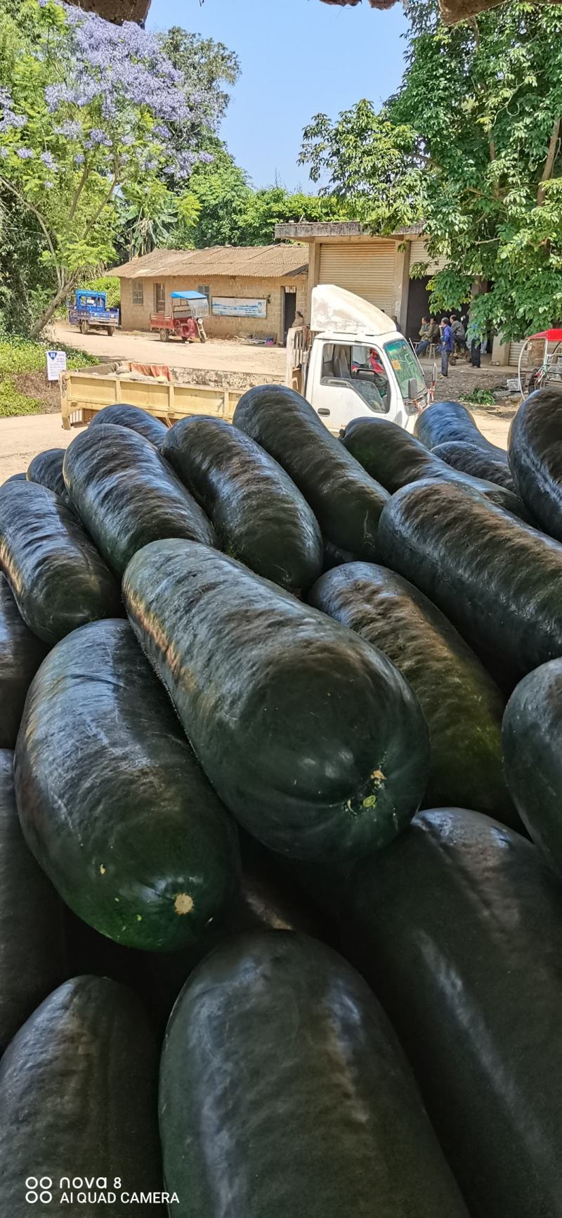广西黑皮地东瓜大量上市欢迎量大的老板前来采购