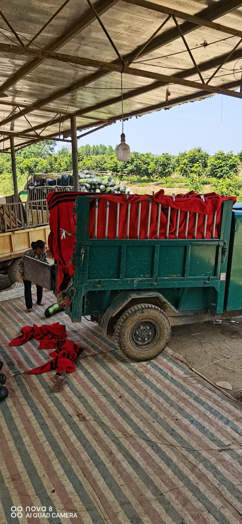 广西黑皮地东瓜大量上市欢迎量大的老板前来采购