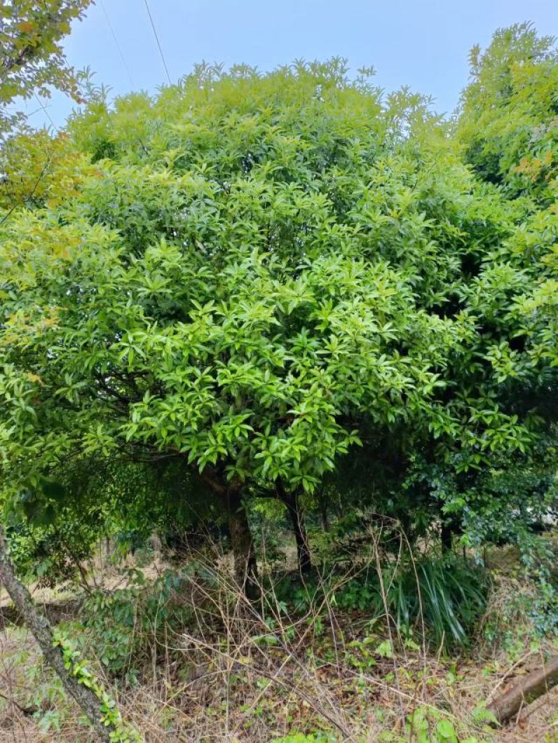桂花金桂精品桂花米径17～18公分冠幅3.5~4米