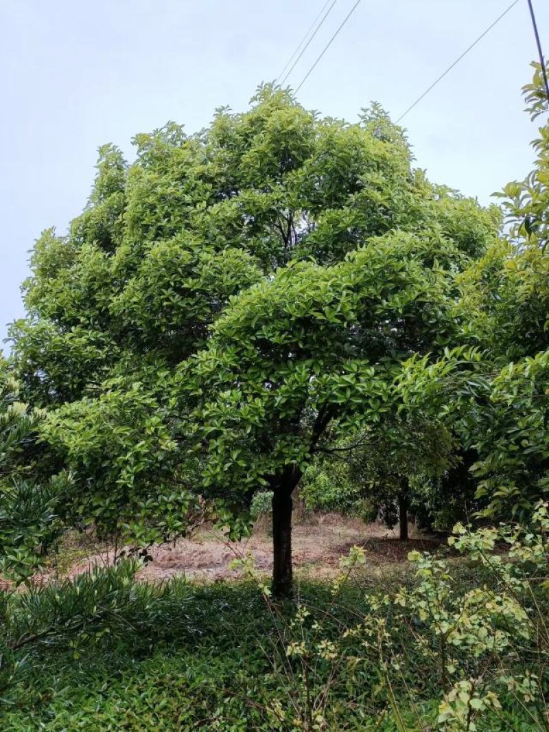 桂花金桂精品桂花米径17～18公分冠幅3.5~4米