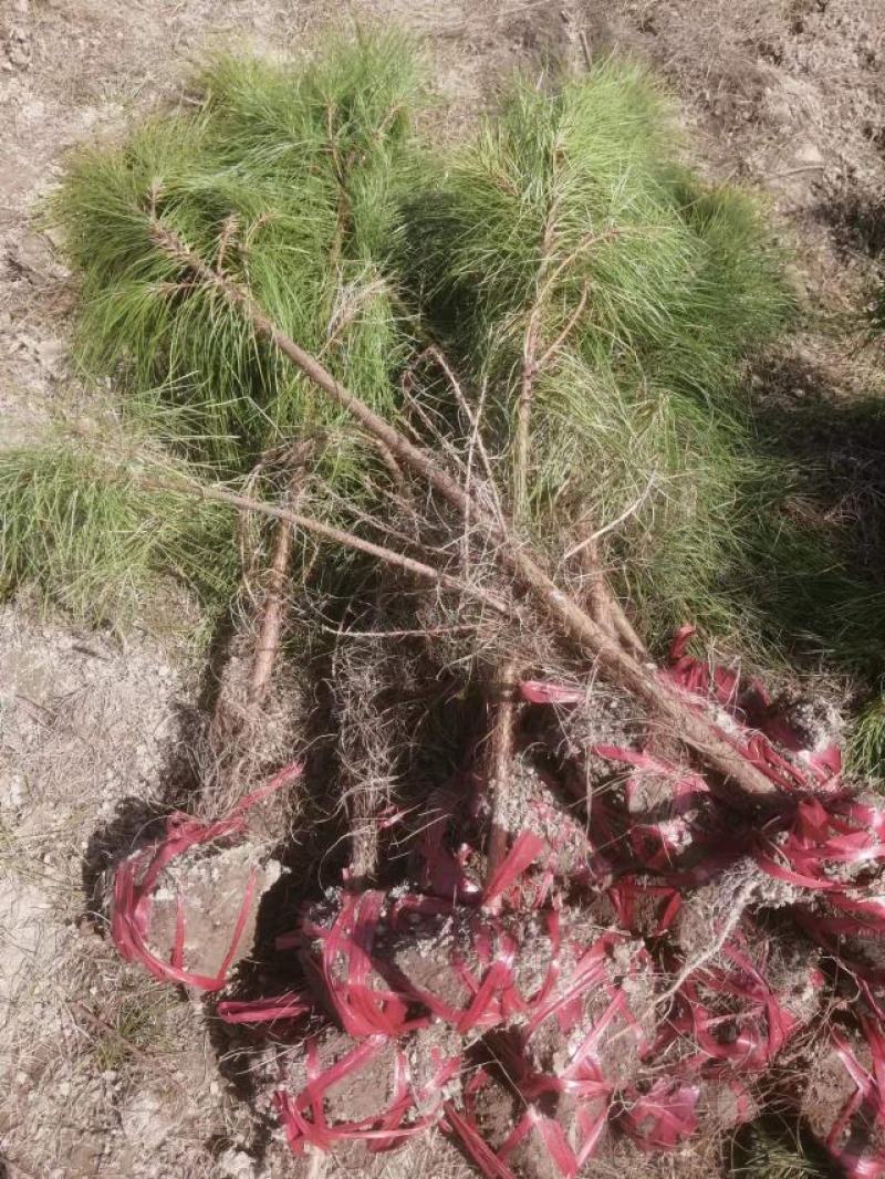 湿地松松树江西湿地松两年湿地松批发自产自销