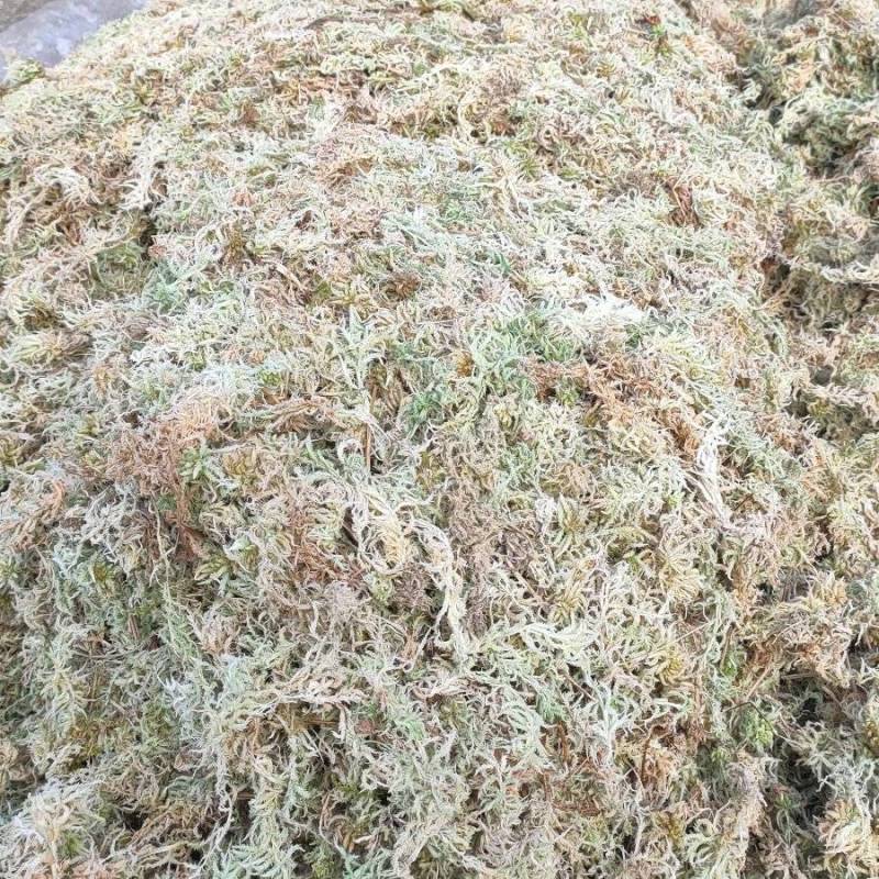 水苔海花草水草粗花大花细花