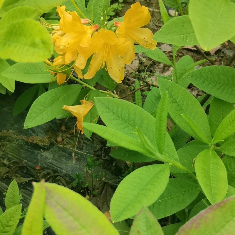落叶杜鹃，羊踟蹰，进口杜鹃，羊踟蹰基地，黄杜鹃。