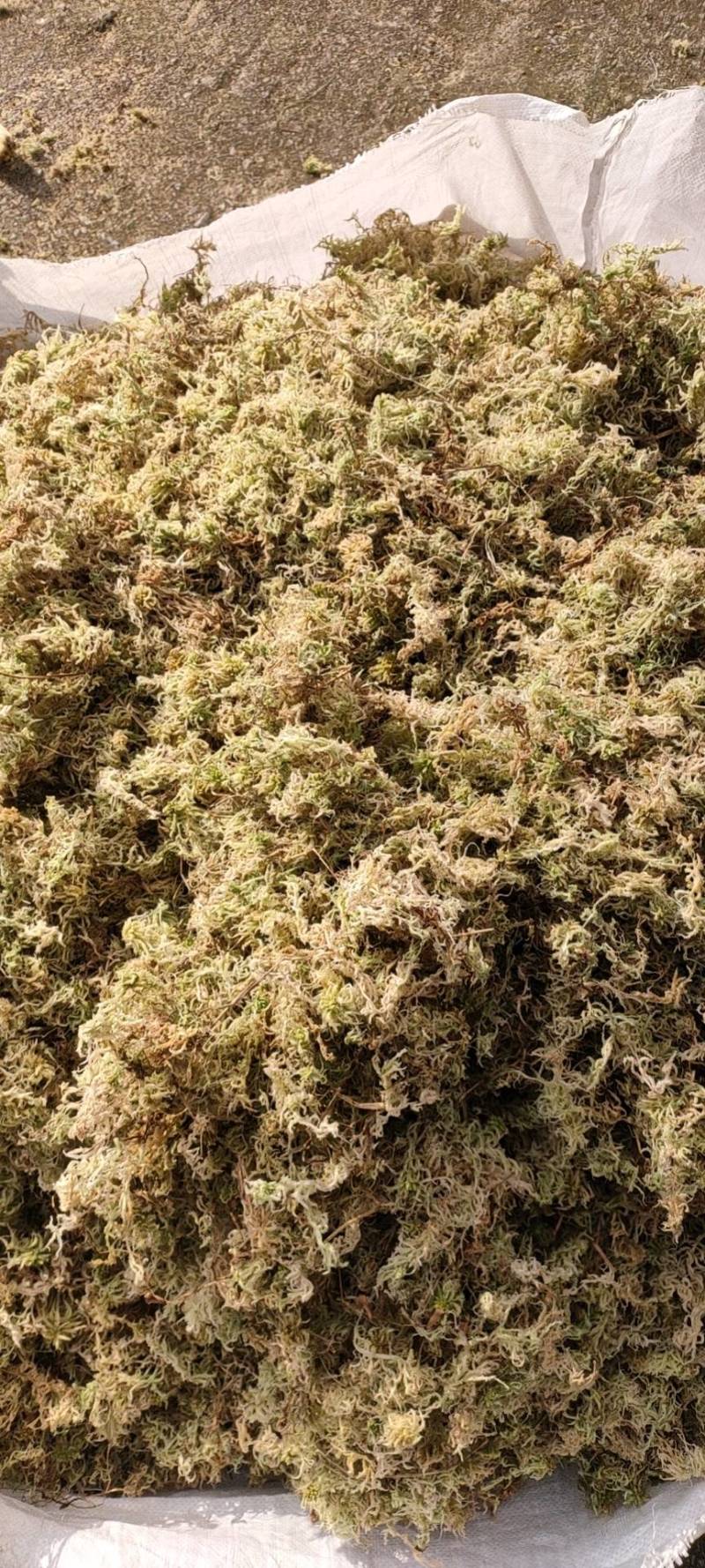 水苔海花草水草粗花大花细花