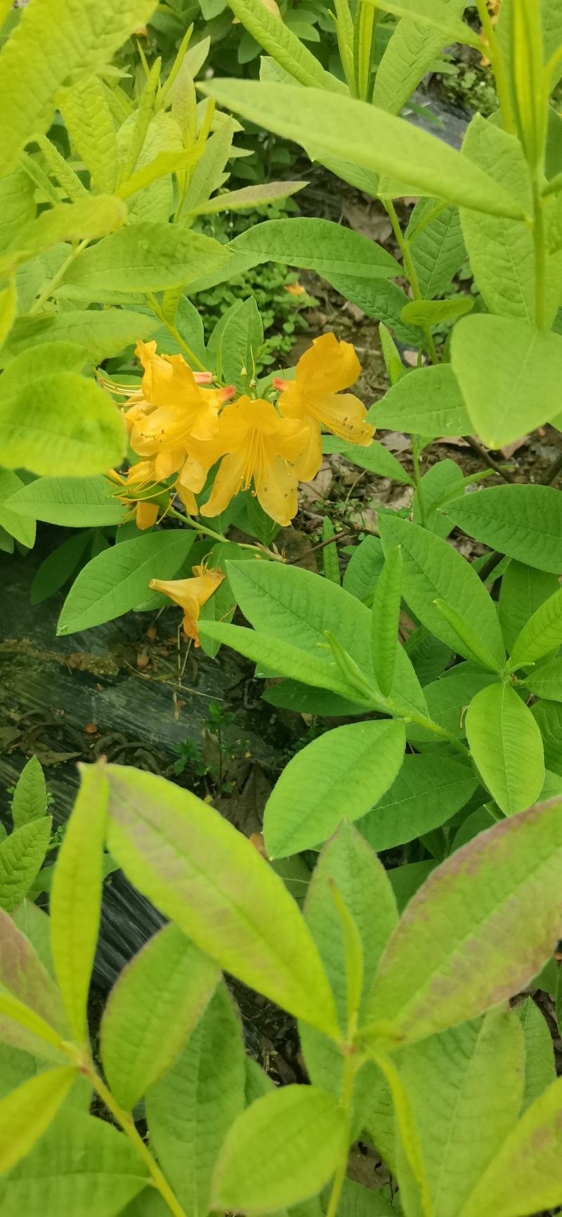 落叶杜鹃，羊踟蹰，进口杜鹃，羊踟蹰基地，黄杜鹃。