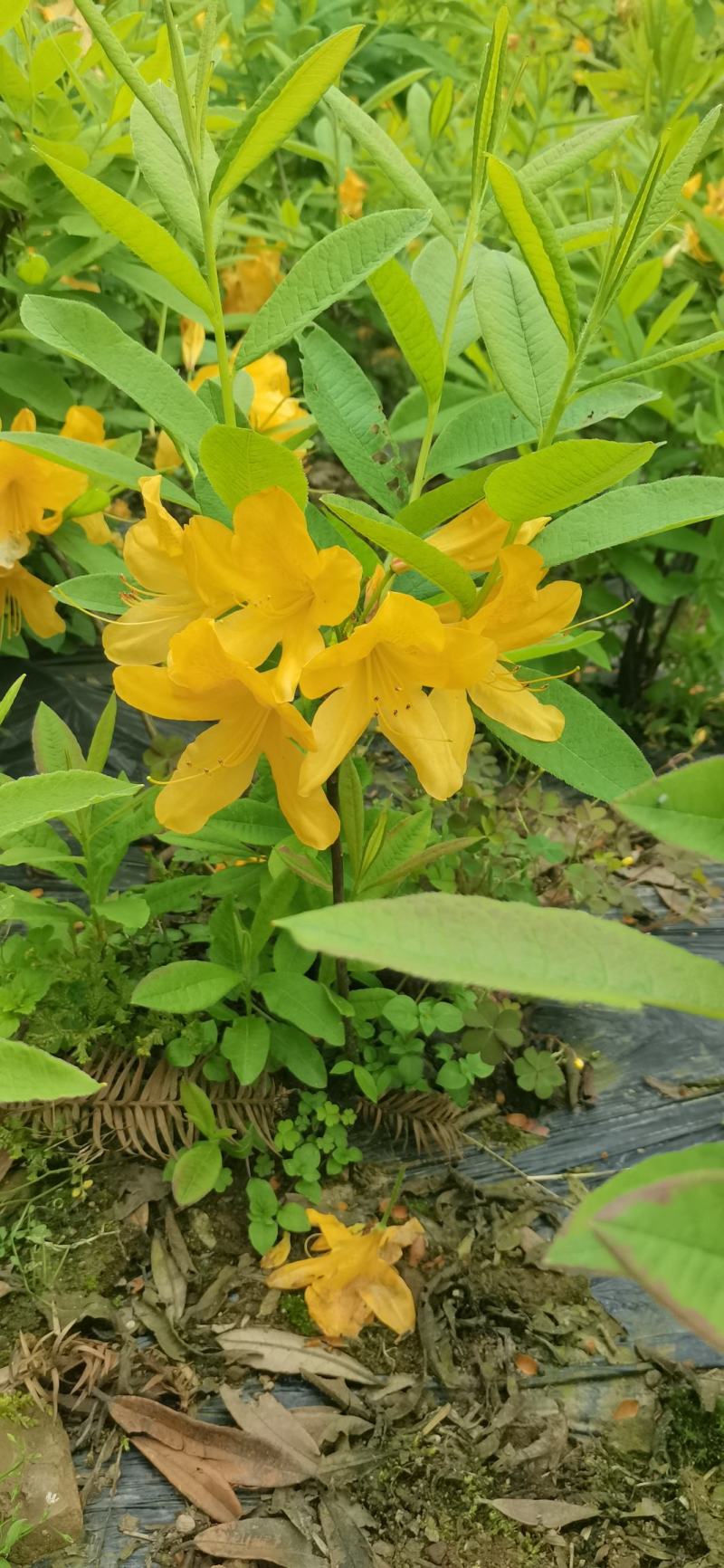 落叶杜鹃，羊踟蹰，进口杜鹃，羊踟蹰基地，黄杜鹃。