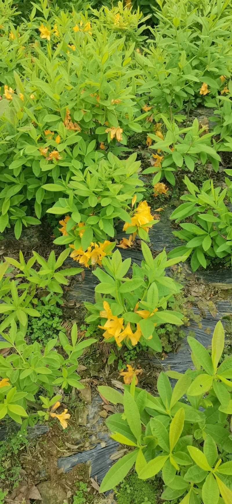 落叶杜鹃，羊踟蹰，进口杜鹃，羊踟蹰基地，黄杜鹃。