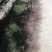 湿地松松树江西湿地松两年湿地松批发自产自销