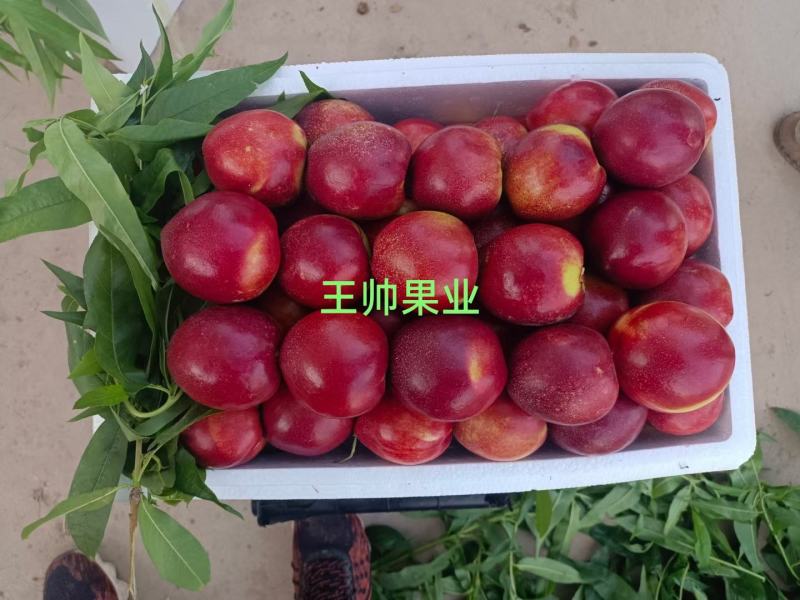 山西运城，中油油桃，中油4号，中油19号中油27号曙光油