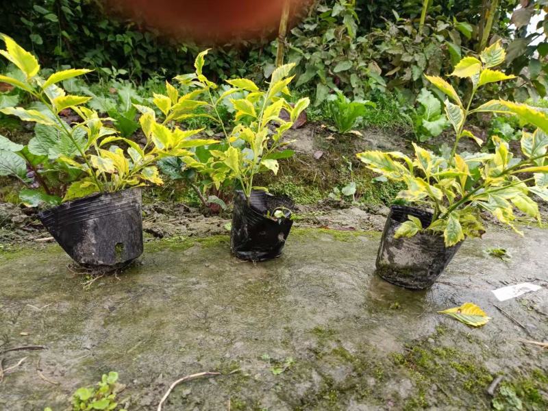 连翘，金叶连翘，花叶连翘，金边连翘，连翘基地。